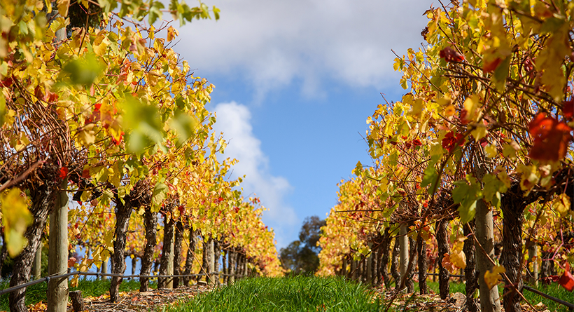 Wines by Geoff Hardy Vineyard